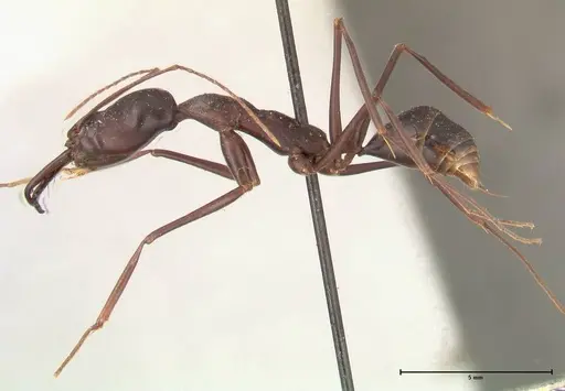 Odontomachus opaculus - FOCOL0408