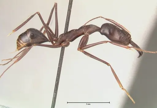 Odontomachus opaculus - FOCOL0408