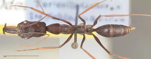 Odontomachus opaculus - FOCOL0409