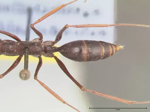 Odontomachus opaculus - FOCOL0409