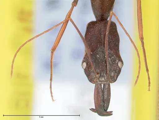 Odontomachus opaculus - FOCOL0409