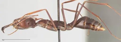 Odontomachus opaculus - FOCOL0409