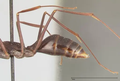 Odontomachus opaculus - FOCOL0409