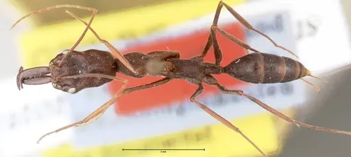 Odontomachus opaculus - FOCOL0410