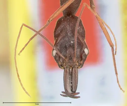 Odontomachus opaculus - FOCOL0410