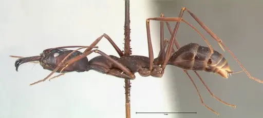 Odontomachus opaculus - FOCOL0410