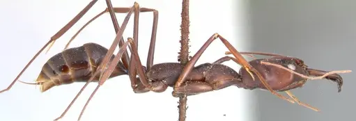 Odontomachus opaculus - FOCOL0410