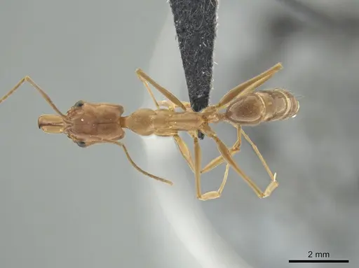 Odontomachus panamensis specimen