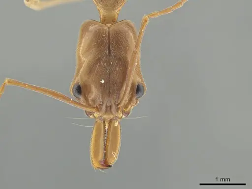 Odontomachus panamensis specimen