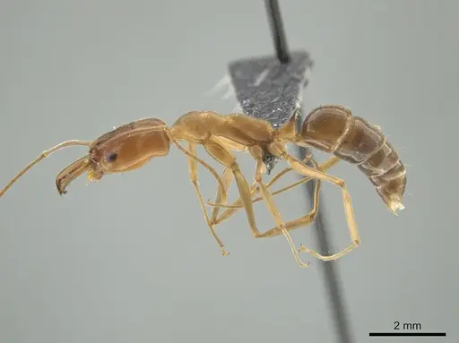 Odontomachus panamensis specimen