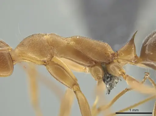 Odontomachus panamensis - CASENT0647073