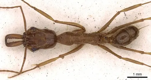 Odontomachus panamensis - CASENT0900584