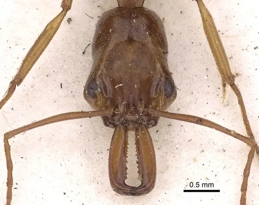 Odontomachus panamensis - CASENT0900584