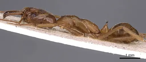 Odontomachus panamensis - CASENT0900584