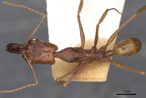 Odontomachus panamensis - CASENT0900585