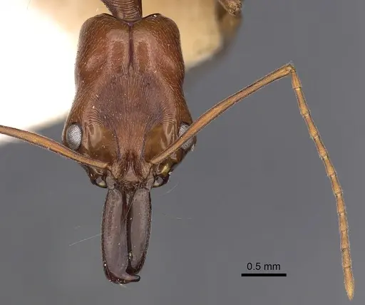 Odontomachus panamensis - CASENT0900585