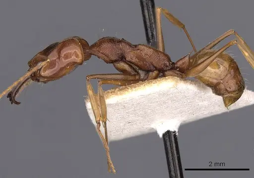 Odontomachus panamensis - CASENT0900585