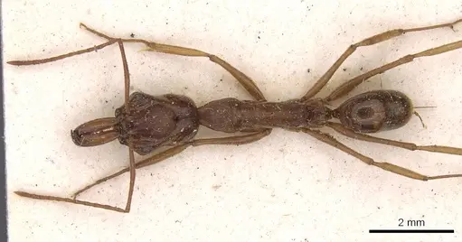 Odontomachus panamensis - CASENT0907423