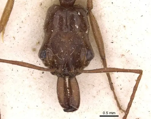 Odontomachus panamensis - CASENT0907423