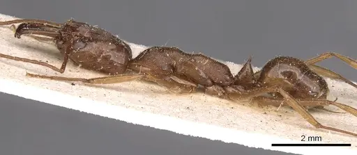 Odontomachus panamensis - CASENT0907423