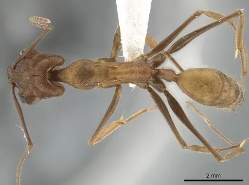 Odontomachus panamensis - DZUP549121