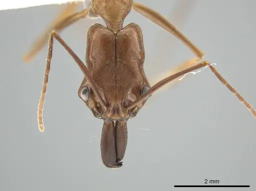 Odontomachus panamensis - DZUP549121