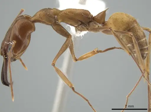 Odontomachus panamensis - DZUP549121