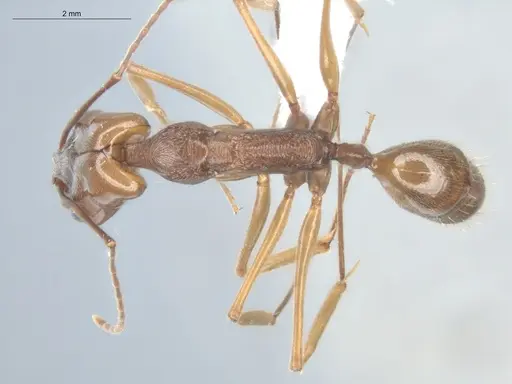 Odontomachus panamensis - ECOFOG-HC-0044-04