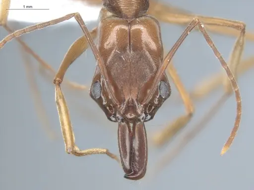 Odontomachus panamensis - ECOFOG-HC-0044-04