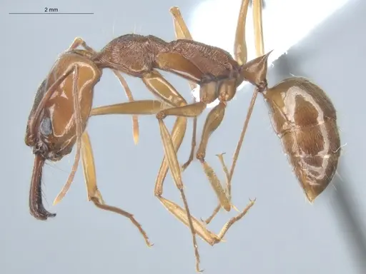 Odontomachus panamensis - ECOFOG-HC-0044-04