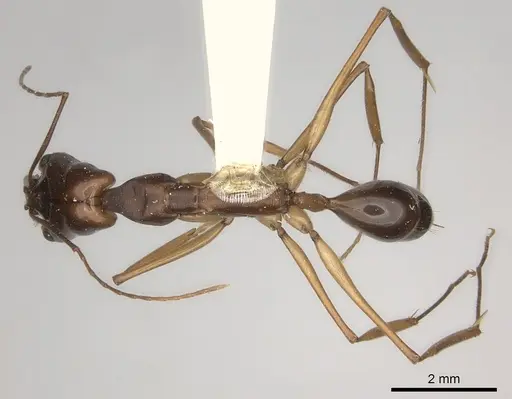 Odontomachus papuanus specimen