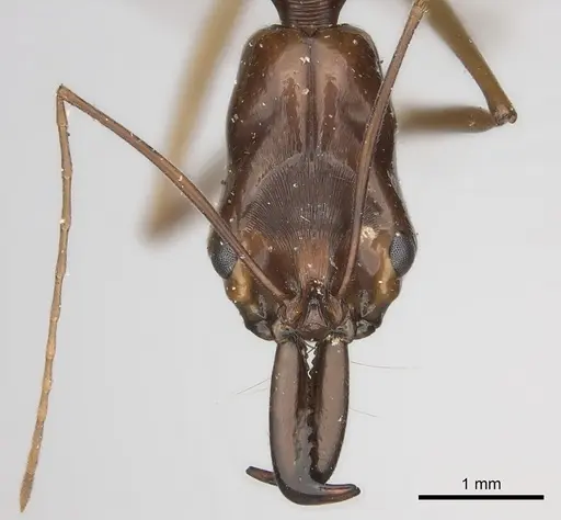 Odontomachus papuanus specimen