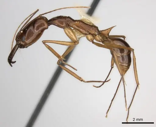 Odontomachus papuanus specimen