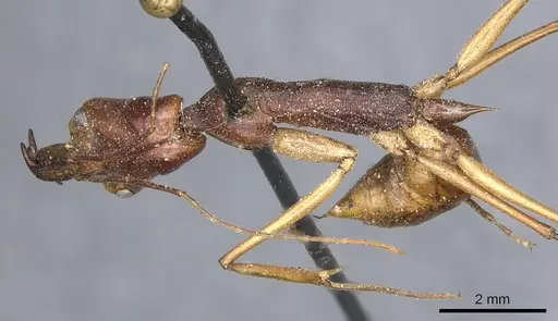 Odontomachus philippinus specimen