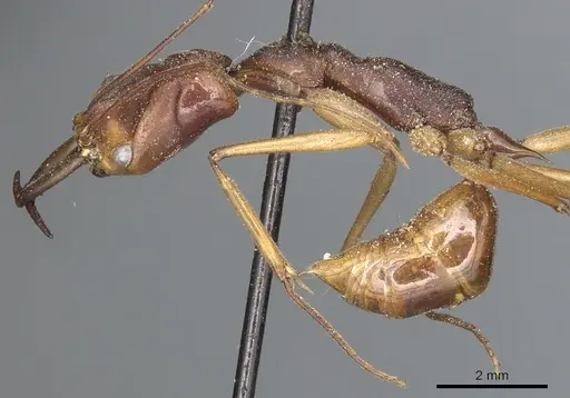 Odontomachus philippinus specimen