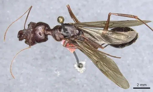 Odontomachus procerus specimen