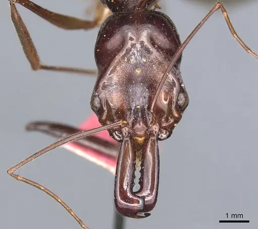 Odontomachus procerus specimen