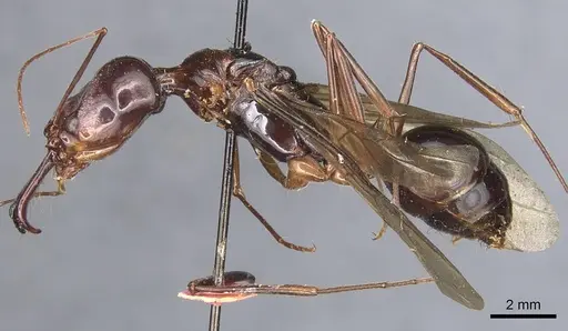 Odontomachus procerus specimen