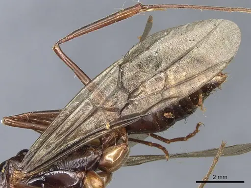 Odontomachus procerus - CASENT0903998