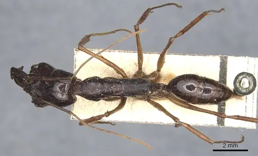 Odontomachus procerus - CASENT0903999