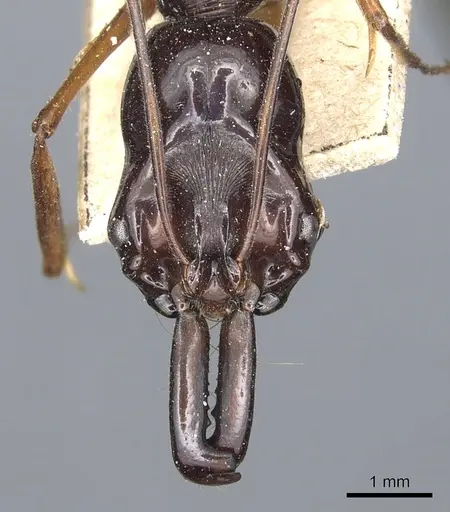 Odontomachus procerus - CASENT0903999