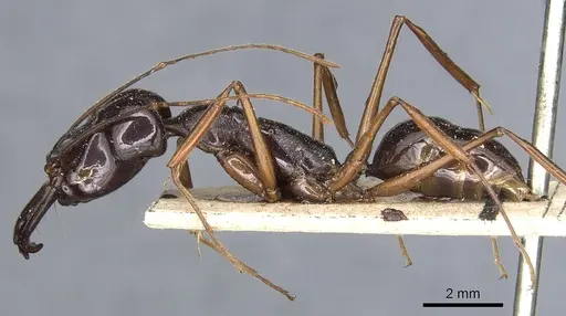 Odontomachus procerus - CASENT0903999