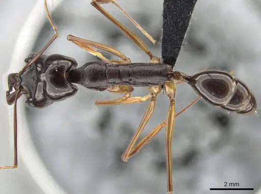 Odontomachus procerus - ZRC
