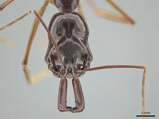 Odontomachus procerus - ZRC