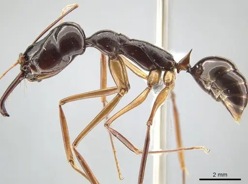 Odontomachus procerus - ZRC