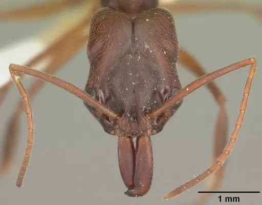Odontomachus relictus specimen