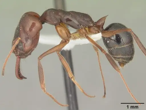 Odontomachus relictus specimen