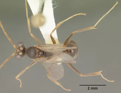 Odontomachus relictus - CASENT0104175