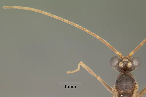 Odontomachus relictus - CASENT0104175