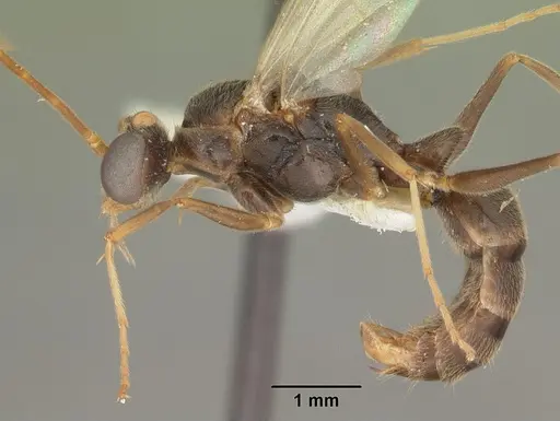 Odontomachus relictus - CASENT0104175